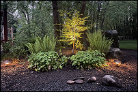 Outdoor landscape lighting, Springfield, Oregon